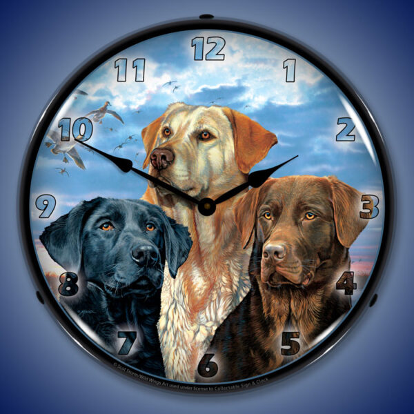 Labrador Retriever