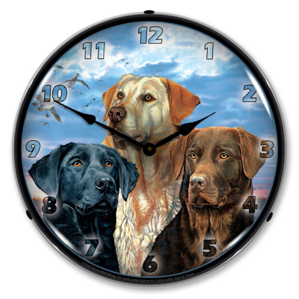 Alternative view of Labrador Retriever
